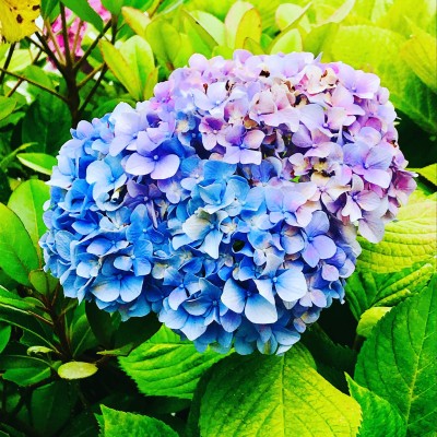 紫陽花