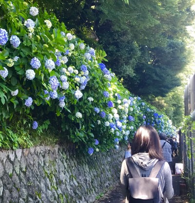 紫陽花
